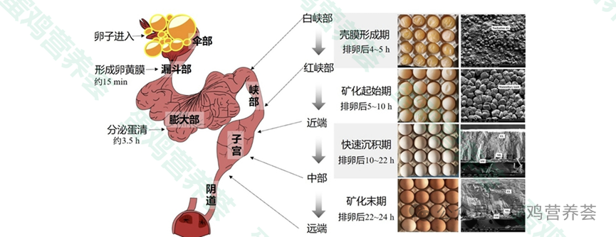 锰元素如何提升蛋壳质量