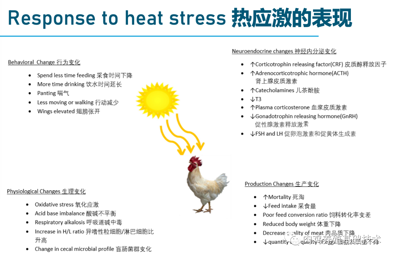 肉鸡出现应激的原因及应对方法