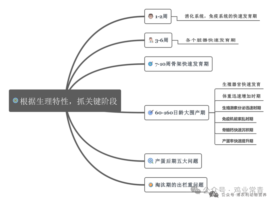 如何打造高产蛋鸡？记住这4个关键阶段的管理重点