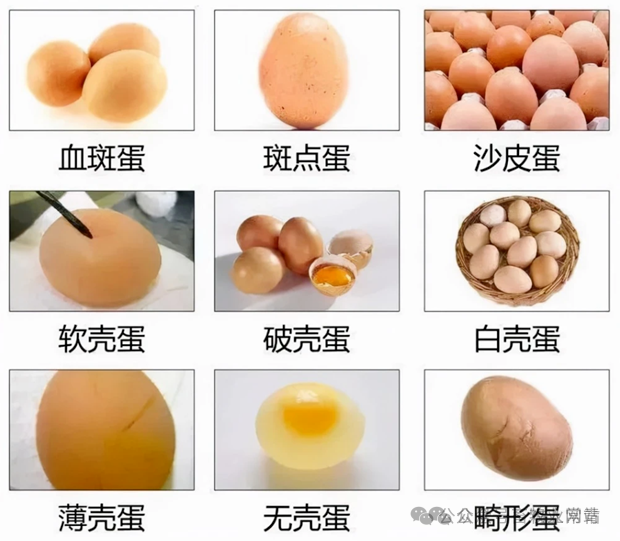 蛋鸡400天以后蛋壳质量下降的原因及解决方法