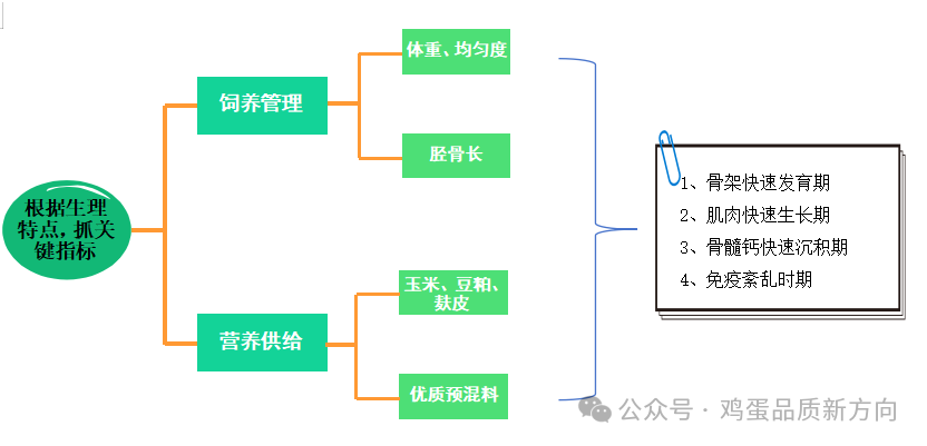 青年鸡培育指标与5个营养需求