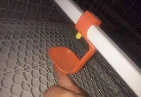 笼养肉鸡的饲养管理详解