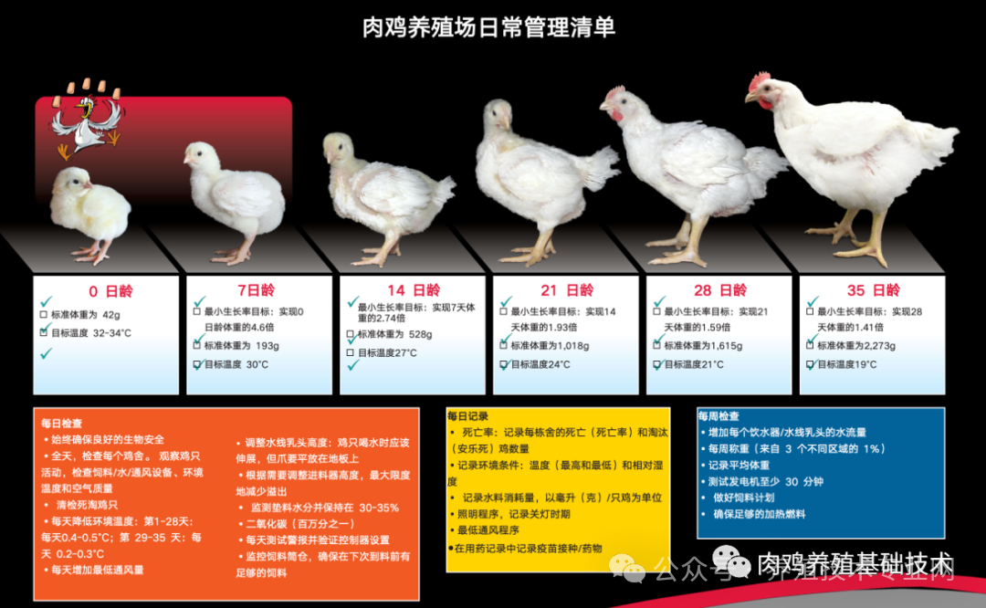不同日龄肉鸡的饲养管理要点建议