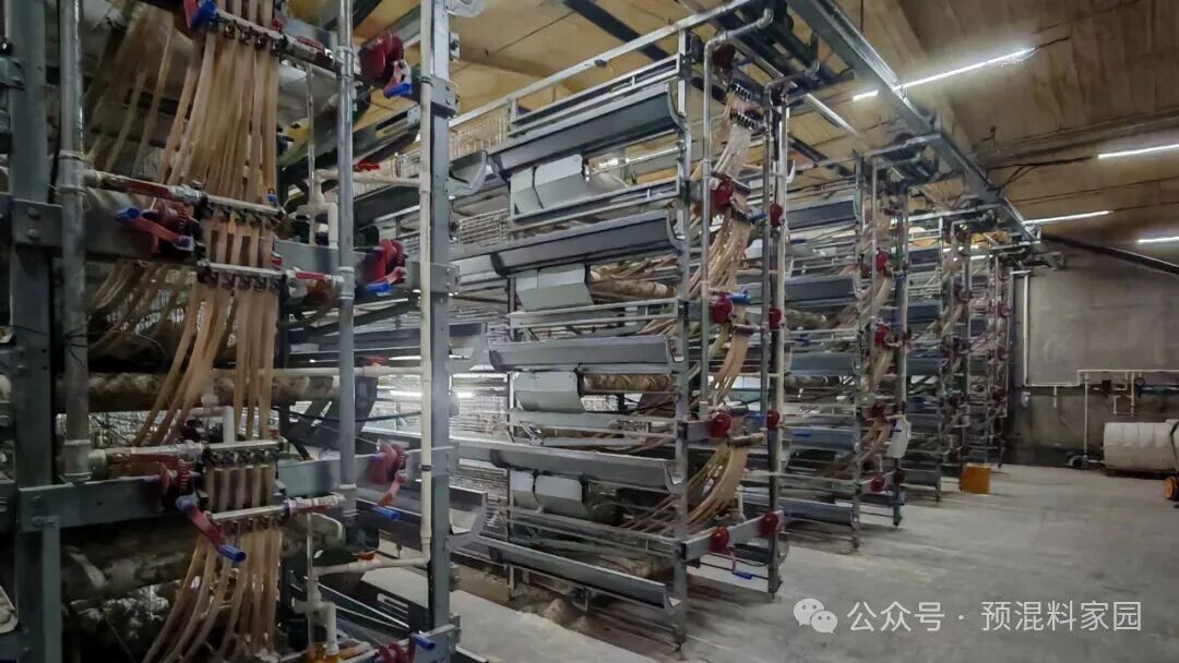 蛋鸡青年鸡体重不达标预防措施和管理注意事项