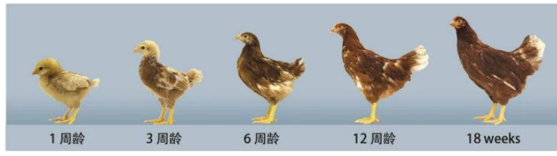 蛋鸡青年期培育：高效产蛋的“奠基工程”，抓好这几点稳高产！ ...