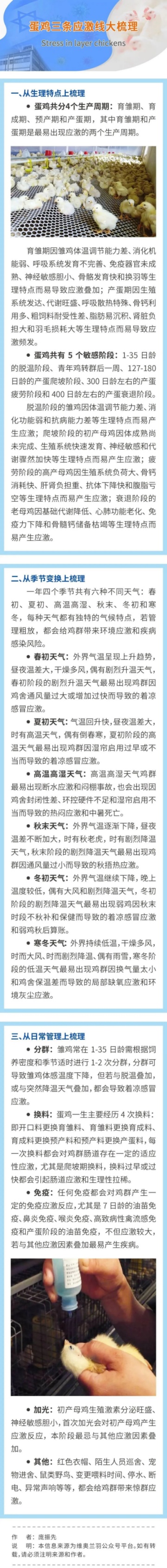 蛋鸡三条应激线大梳理