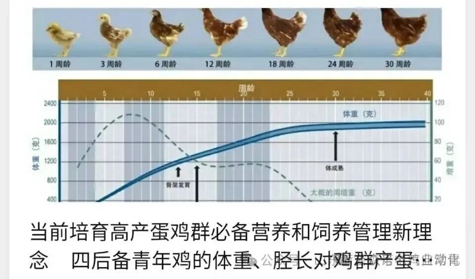 蛋鸡青年鸡为什么要强调胫骨长度？