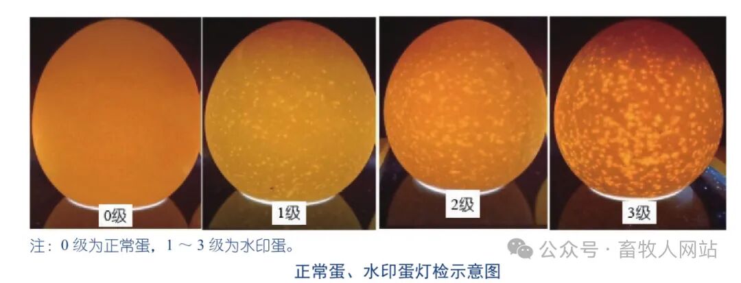 热应激如何＂偷走＂蛋壳质量？ 从子宫钙化到蛋壳变薄的机理 ...