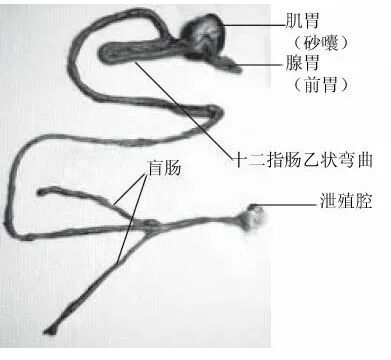 饲养重在管理，养殖重在保健，保护肝肠健康至关重要！
