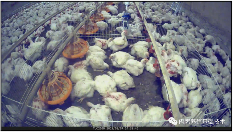 肉鸡增重与体温之间的关系