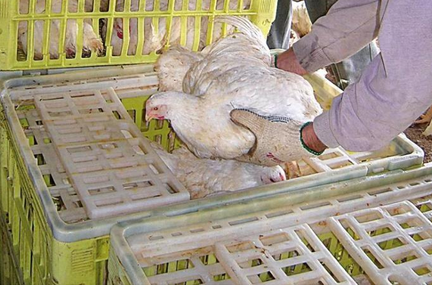 减少肉鸡抓捕过程中应激和损伤的综合措施