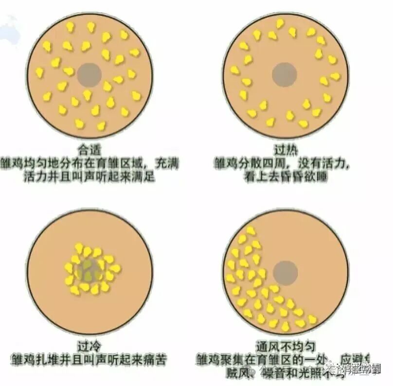 冷应激对雏鸡的危害