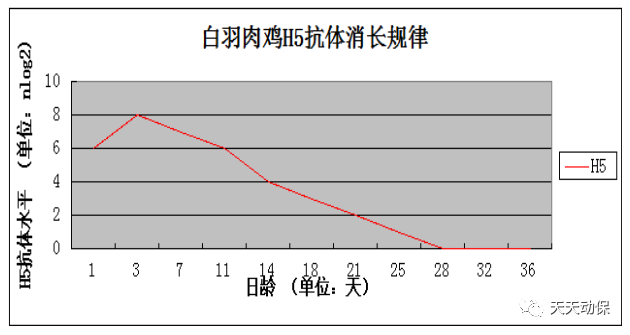 肉鸡为什么在有些日龄段的发病率高？