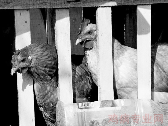 笼养蛋鸡脱肛原因与防治(图)