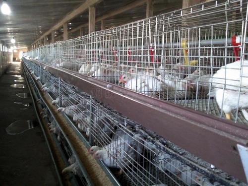 笼养肉鸡的饲养管理及疾病防控技术