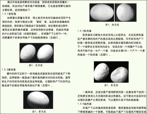 肉种鸡产蛋期的饲养管理要点