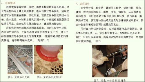笼养肉种鸡腿病预防浅谈