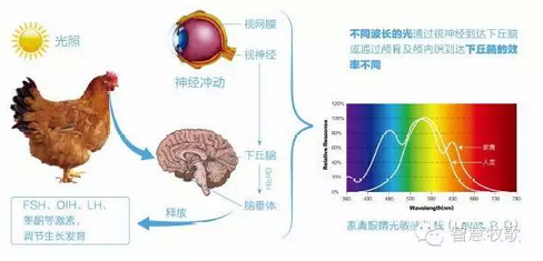 养鸡 你会科学选择与使用灯光吗？