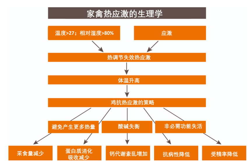 夏季产蛋鸡热应激预防措施