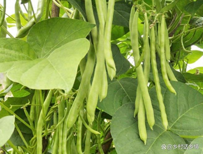 种植秋豆角、秋黄瓜、胡萝卜等蔬菜，不懂这点，到时后悔也来不及 ...