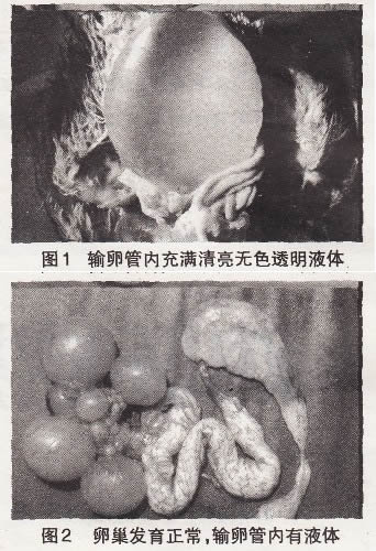 产蛋鸡生殖型传支的发病特点和防治措施