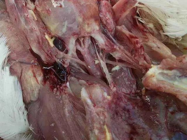 关于最近气囊炎问题分析拙见