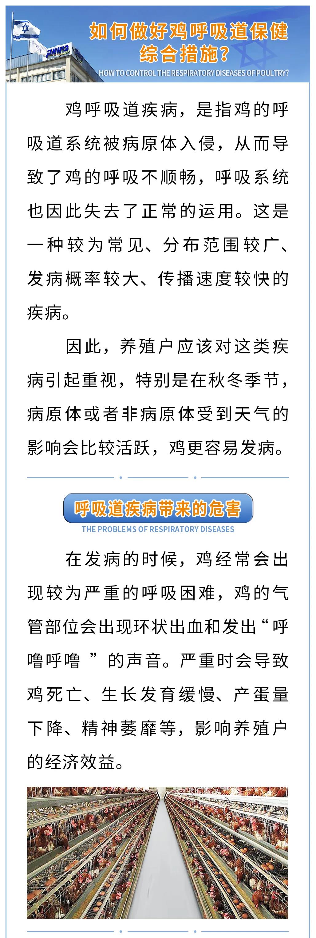 如何做好蛋鸡呼吸道保健综合措施？