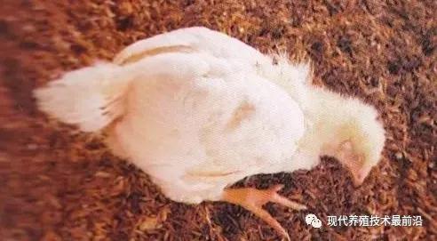 春季鸡常见八大呼吸道疾病的鉴别与诊断！