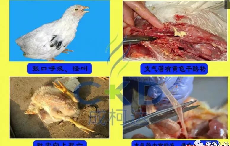 鸡支气管栓塞的形成过程