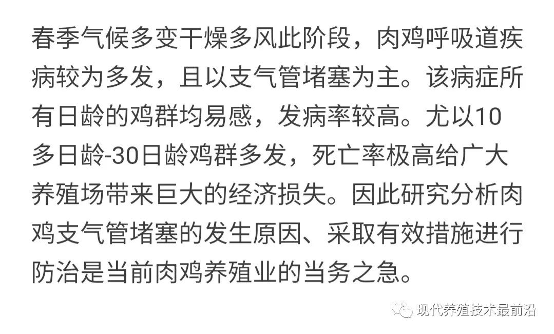 浅谈肉鸡支气管堵塞的成因剖析及预防措施！