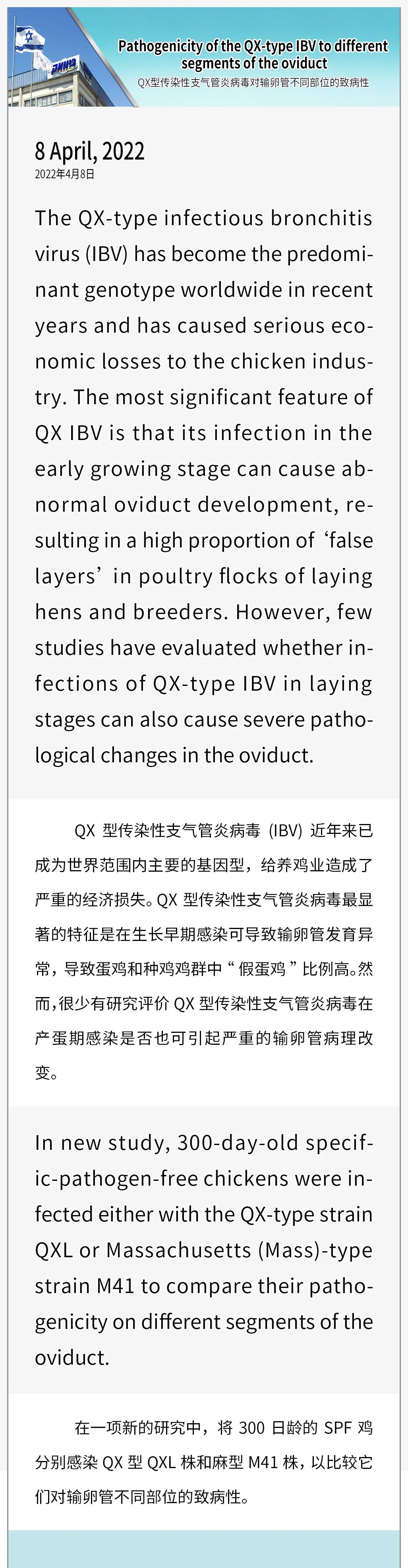QX型传染性支气管炎病毒对输卵管不同部位的致病性