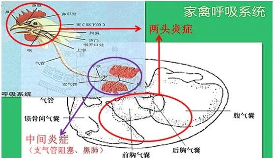 浅析家禽气囊炎的起因与特点