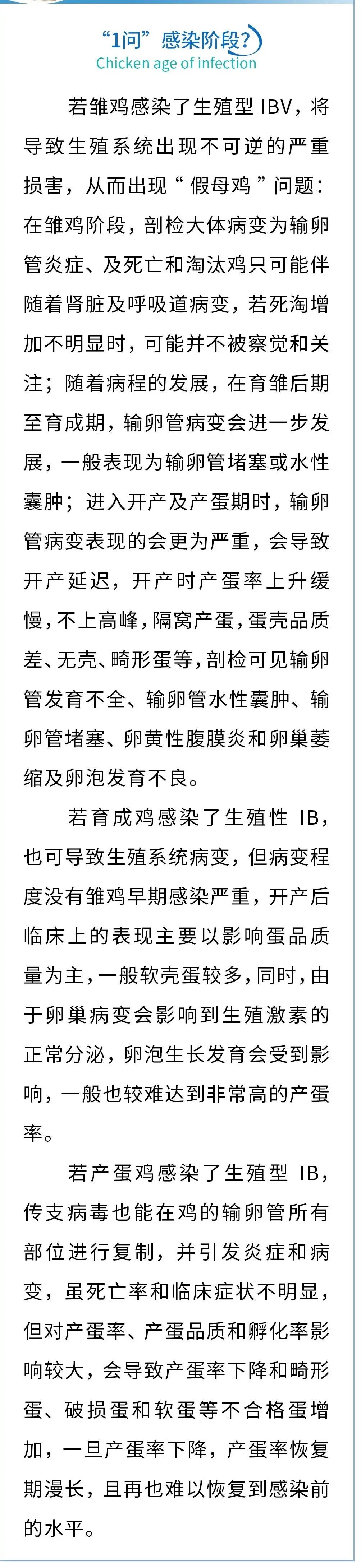 “6问”生殖型传染性支气管炎（IB）感染