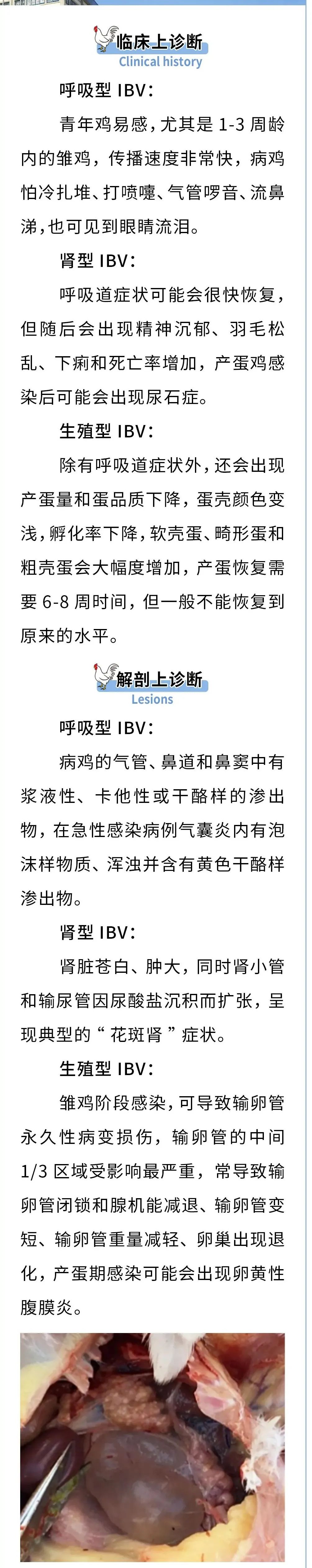 传染性支气管炎病毒（IBV）诊断 “六点”