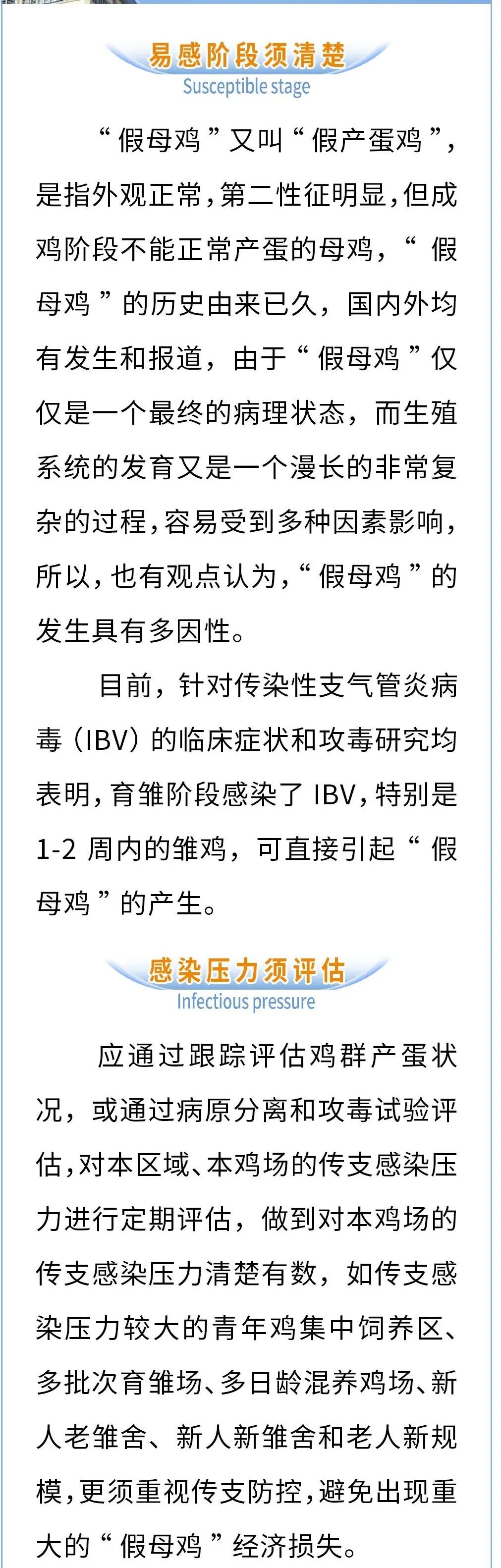 预防传染性支气管炎“IB假母鸡”关键点