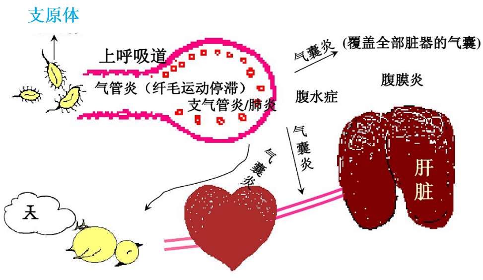 家禽呼吸道病与替米考星的使用