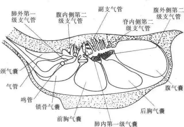 冬季肉鸡呼吸道问题多发原因分析