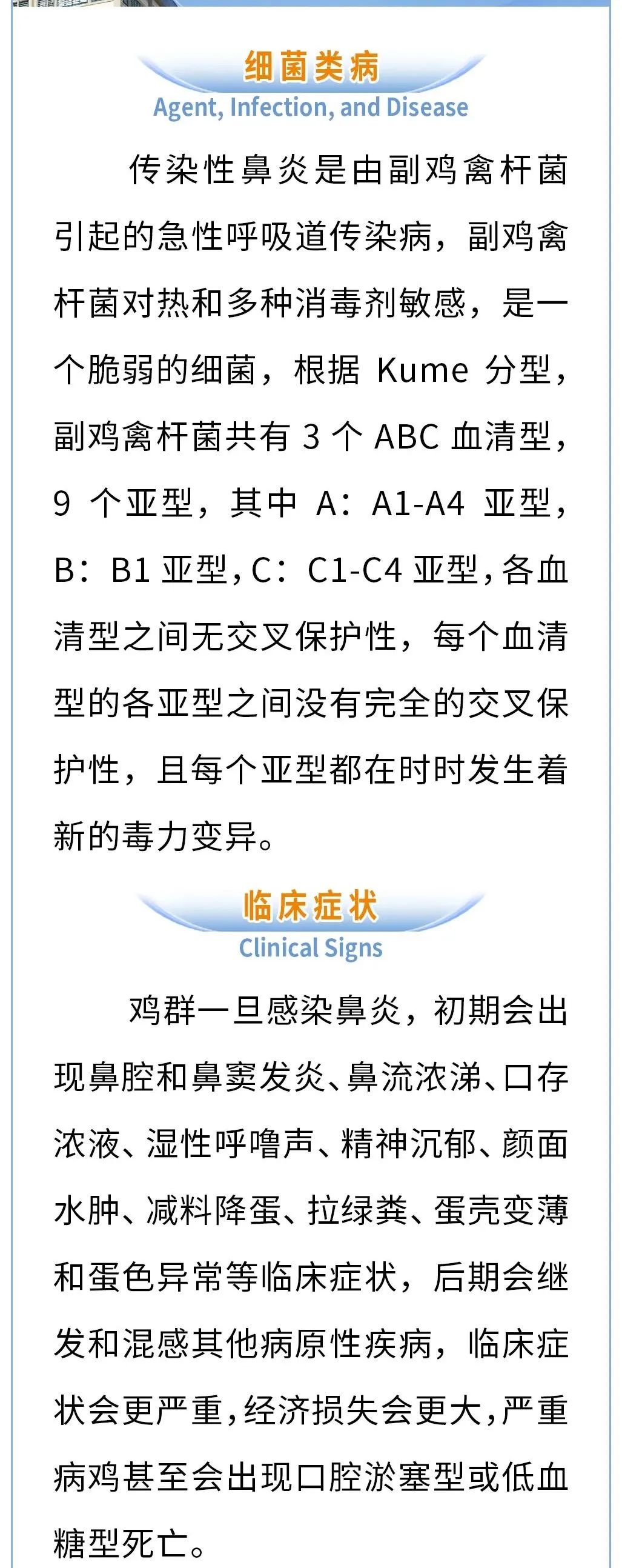鸡传染性鼻炎不可忽视的关键点