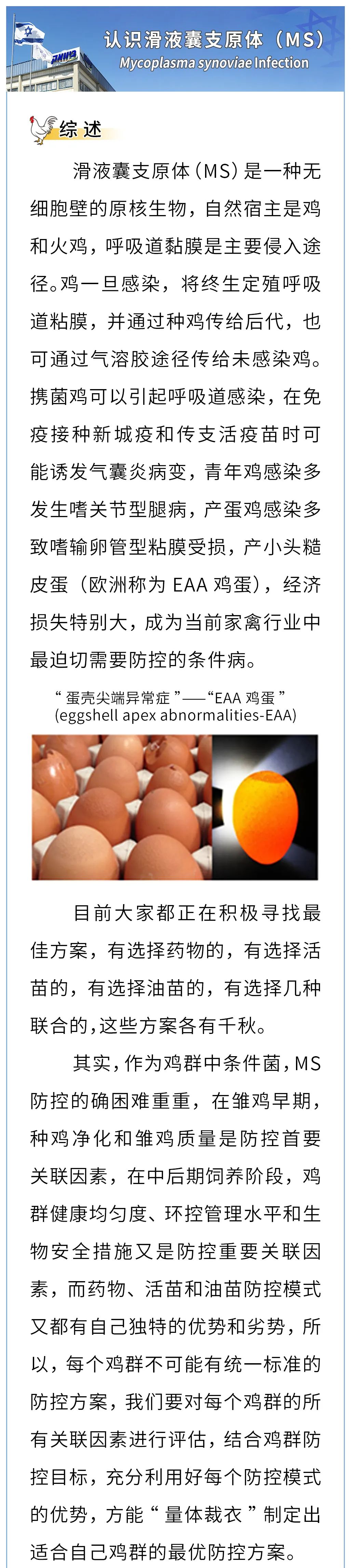 认识滑液囊支原体（MS）