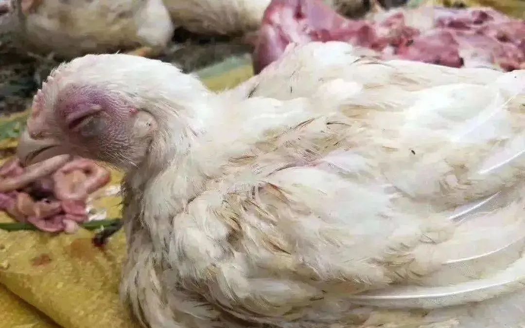 从形成过程来看，鸡气囊炎都有哪些最佳防控点！