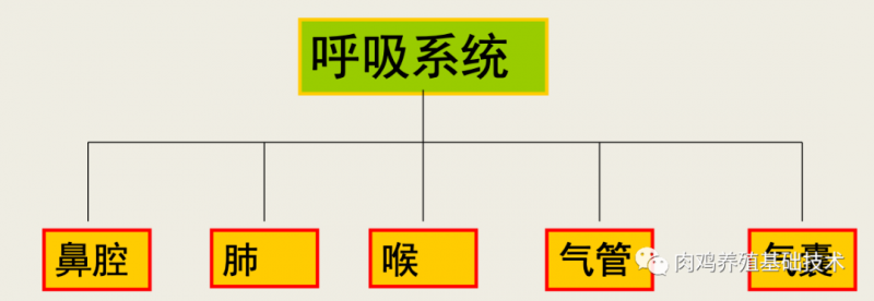 图文并茂重新认识鸡的呼吸道