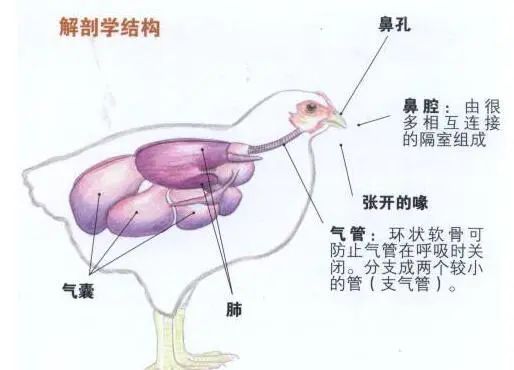 秋季需防范家禽呼吸道疾病的发生