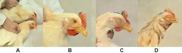 近期鸡传染性鼻炎多发如何应对？