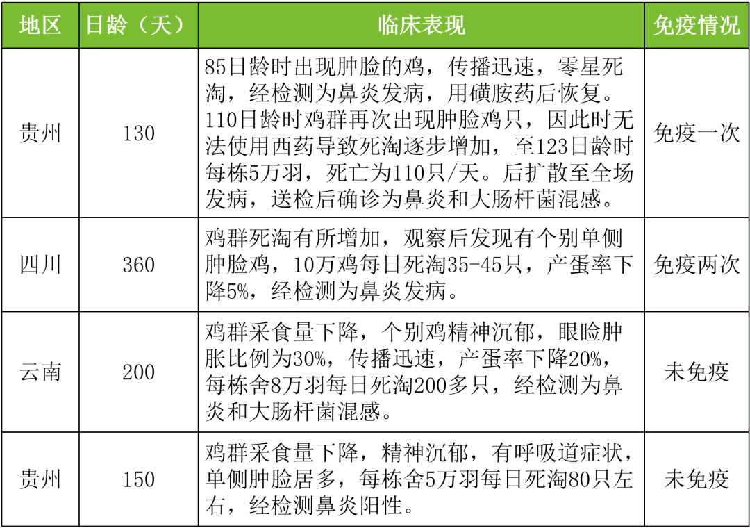 气温骤降，鸡传染性鼻炎你防好了吗？