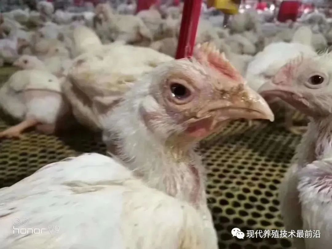 系统解析鸡群养殖过程中为何呼吸道病多发？