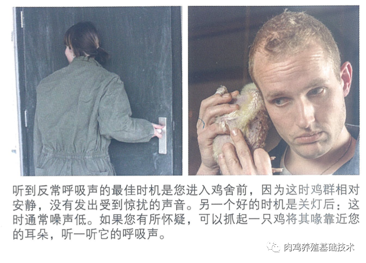 鸡群呼吸道怎么听？