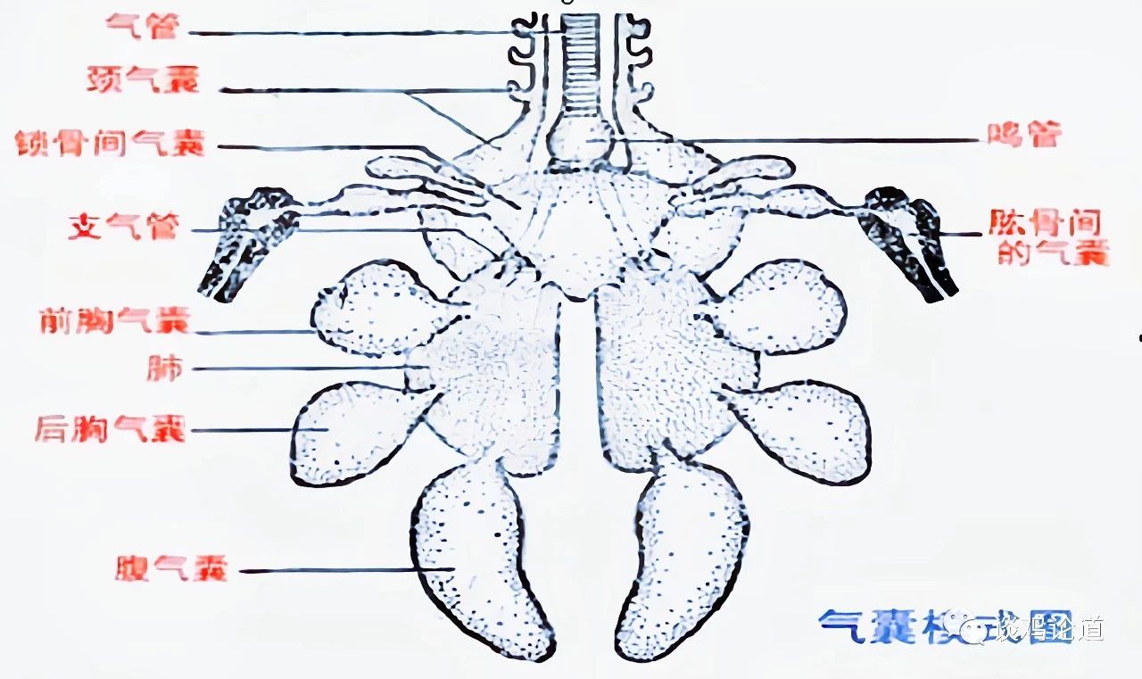 家禽气囊的通气方式