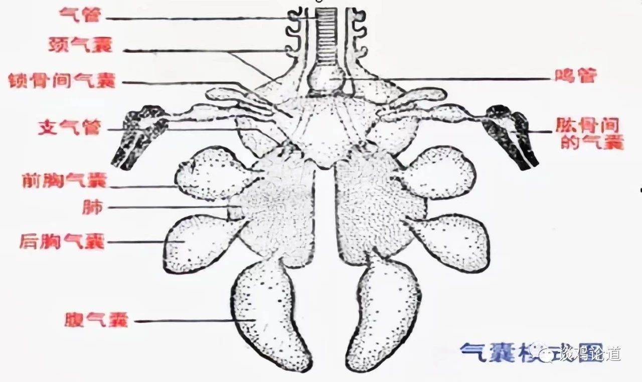 禽类呼吸系统解析（一）
