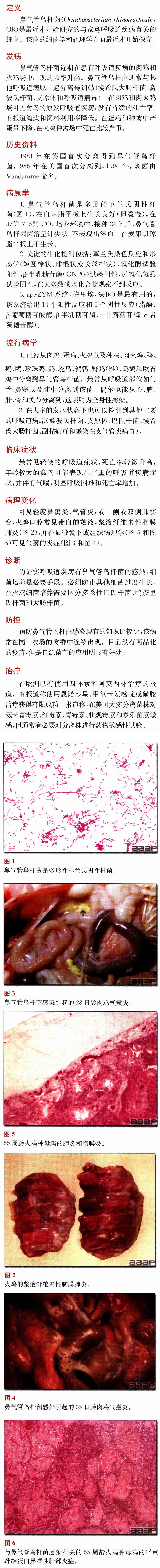 禽鼻气管鸟杆菌感染