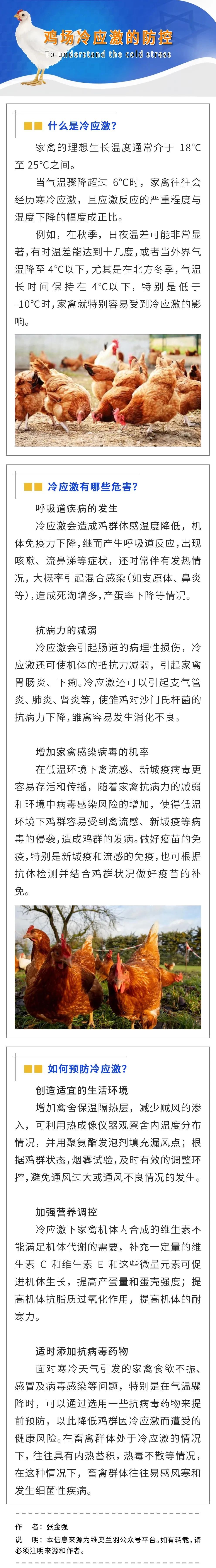 鸡场冷应激的防控